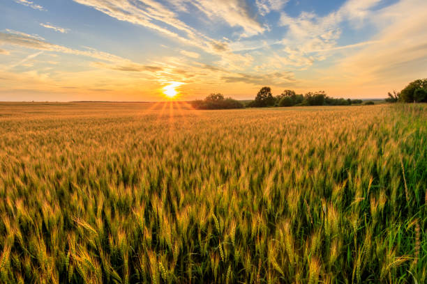istock Sunset on the field with young rye. 818242404