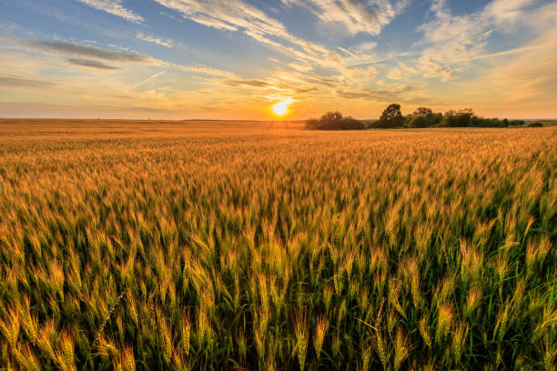 istock Sunset on the field with young rye. 818242410