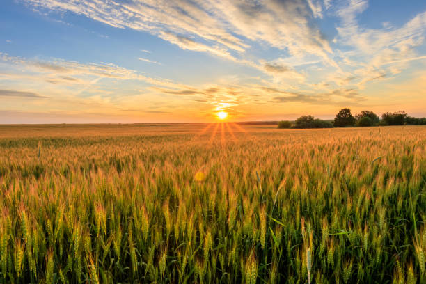 istock Sunset on the field with young rye. 818242420