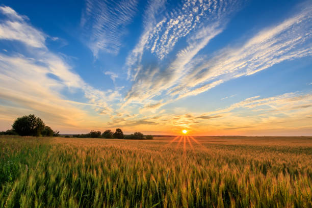 istock Sunset on the field with young rye. 818242460