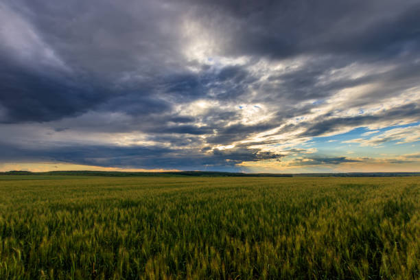 istock Lumen in the clouds over the rye field. 818242692