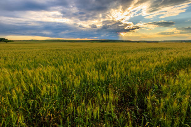 istock Lumen in the clouds over the rye field. 818242780