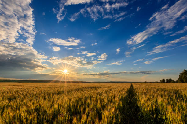 istock Sunset on the field with young rye. 818242936