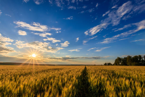 istock Sunset on the field with young rye. 818242942
