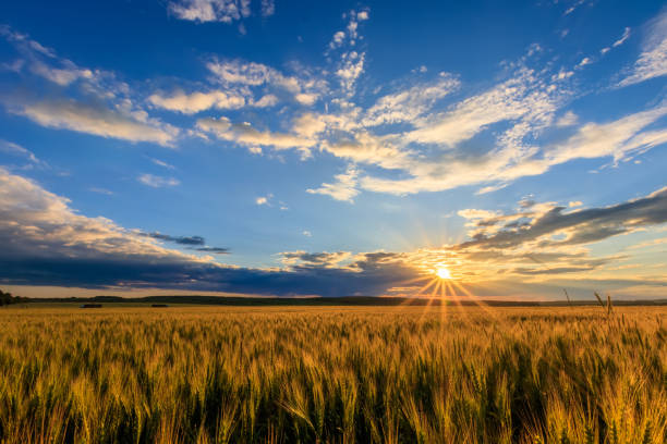 istock Sunset on the field with young rye. 818243144