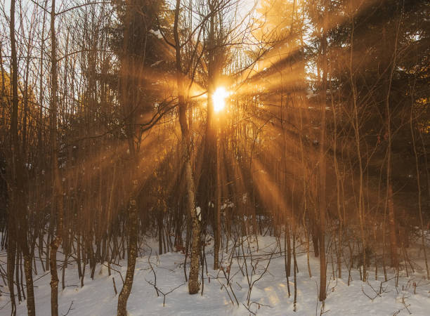 istock Forest in the wintertime morning 818251754