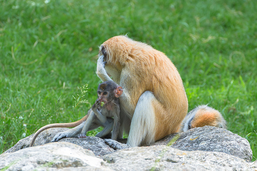 Barbary macaque, monkeys, baby and mother