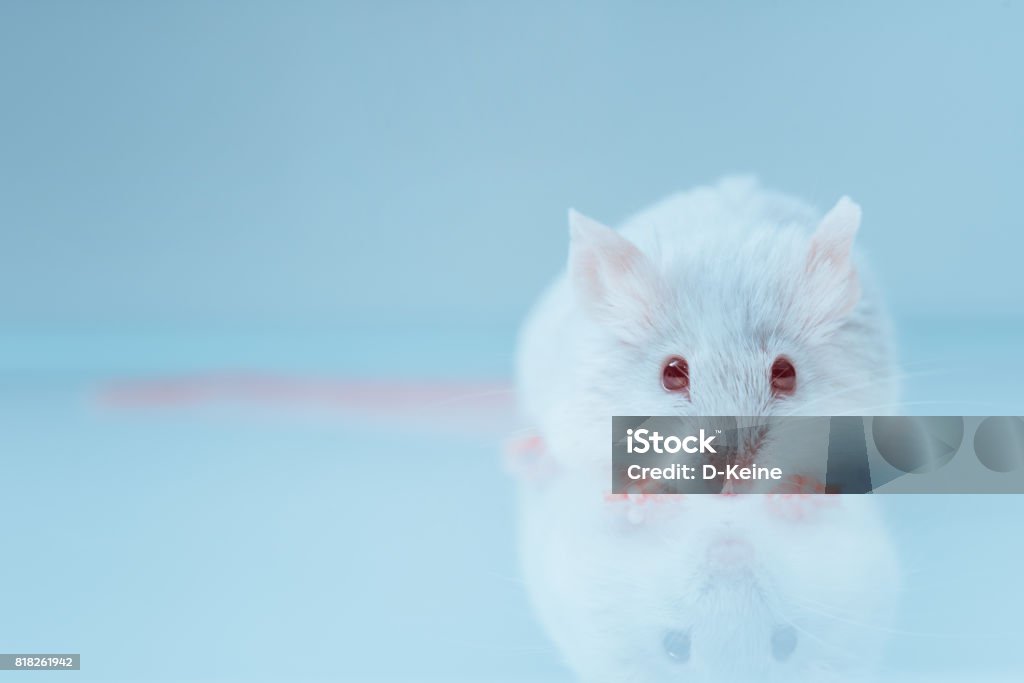 Mouse White mouse in laboratory Mouse - Animal Stock Photo