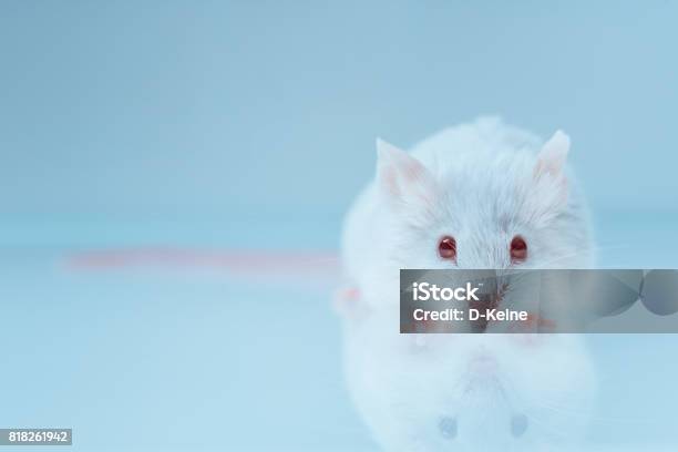 Mouse Stock Photo - Download Image Now - Mouse - Animal, Laboratory, Research
