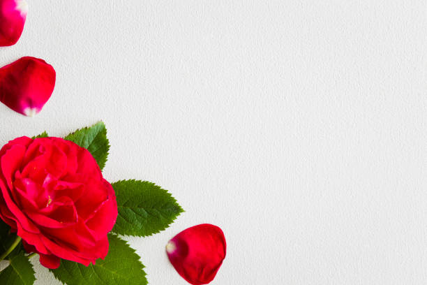 istock Red rose on the white background. Greeting card. Empty place for a text. 818268182