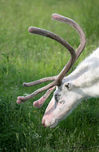 istock White reindeer walking in the forest. 818274232