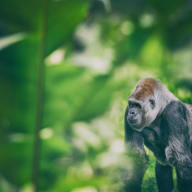 female gorilla