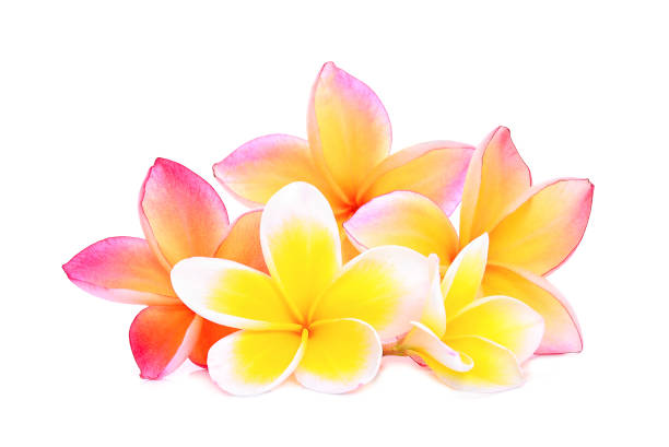 istock pink frangipani or plumeria (tropical flowers) isolated on white background 818282284