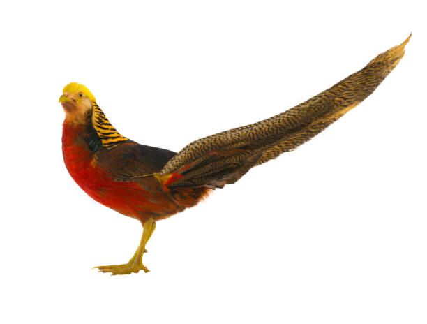 istock male pheasant gold 818282858