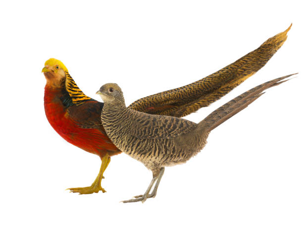 istock female and male pheasant gold 818282932