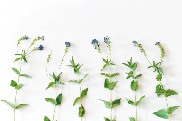istock Composition of violet field flowers 818287034