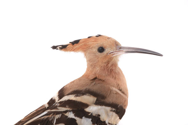 istock portrait eurasian Hoopoe (Upupa epops) 818288254