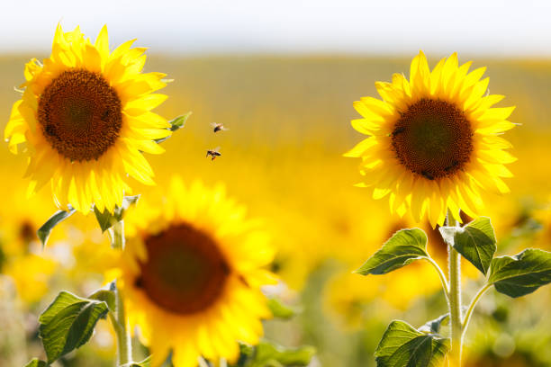 istock sunflowers fields in valensole, provence, france 818292600