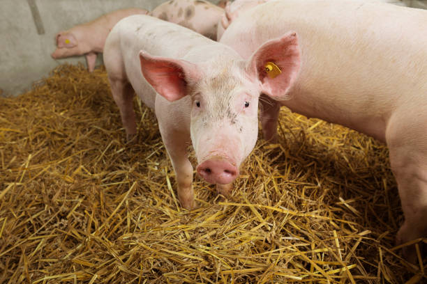 istock A little, nosy piglet in a straw covered pigsty. 818328242