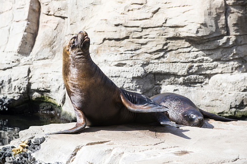 Monk seal enjoying his time on the rock.