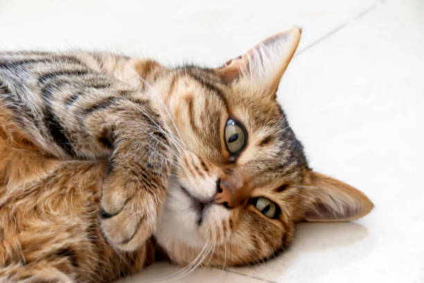 istock Tabby cat lies and wants to play 818337910