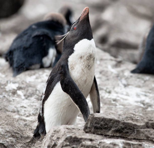 rockhopper penguin na falklandach - saunders island zdjęcia i obrazy z banku zdjęć