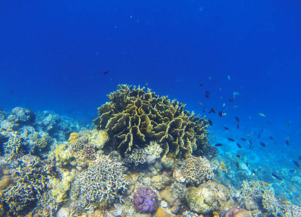 istock Underwater landscape with coral reef. Diverse coral ecosystem. Blue sea water view. 818344938