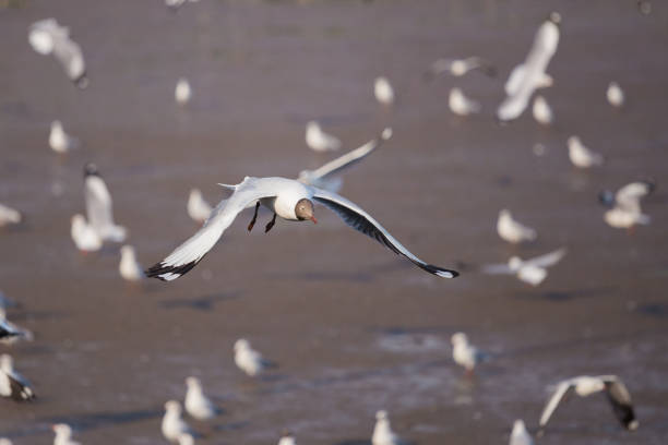 istock seagull flying with sea 818350872
