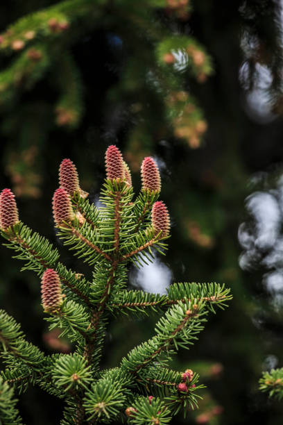 istock Red fir cone during spring on a evergreen tree, close up 818353434