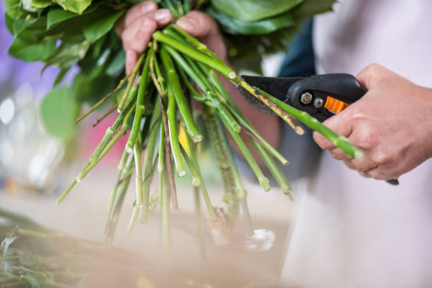 istock close-up partial view of florist cutting green stems with secateurs 818358954