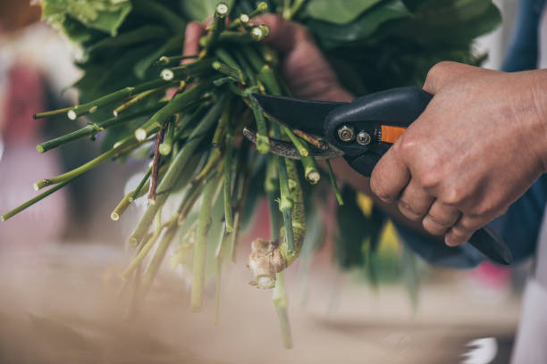 istock close-up partial view of florist cutting flowers with secateurs 818361776