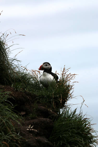 istock cute puffin seeing in iceland 818382010