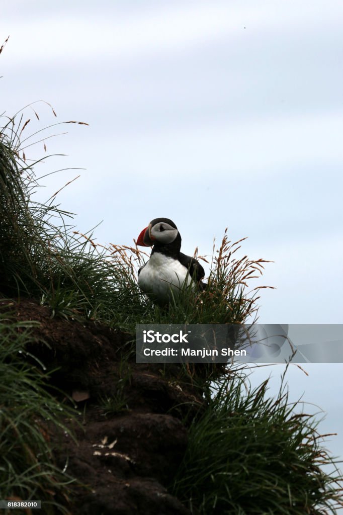 cute puffin seeing in iceland Animal Stock Photo