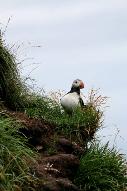 istock cute puffin seeing in iceland 818382046