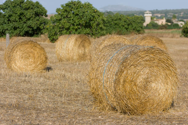 istock Rolls of haystack on the field. A sunny scenery with haystack in Spain. Agriculture concept. Summer, rural landscape 818383240