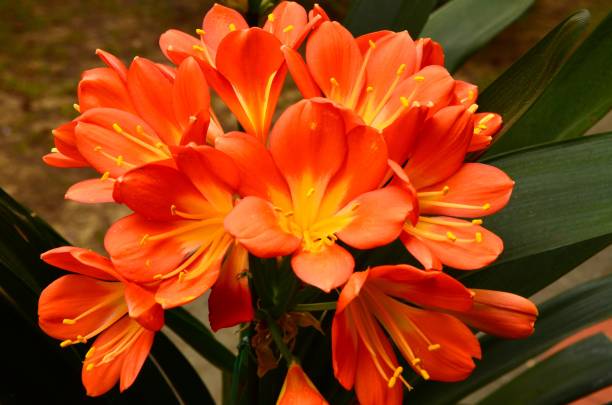 flor de laranjeira clivia - kaffir lily - fotografias e filmes do acervo