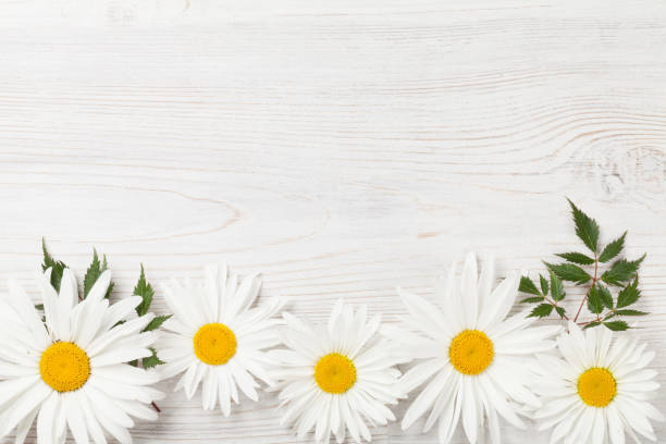 istock Garden chamomile flowers 818387654