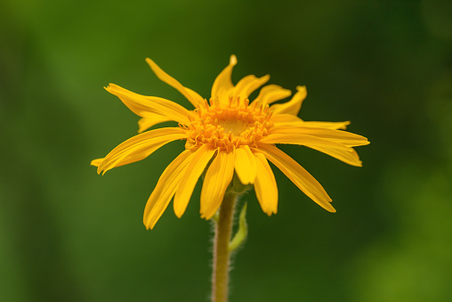 Arnica montana on a blurred green background