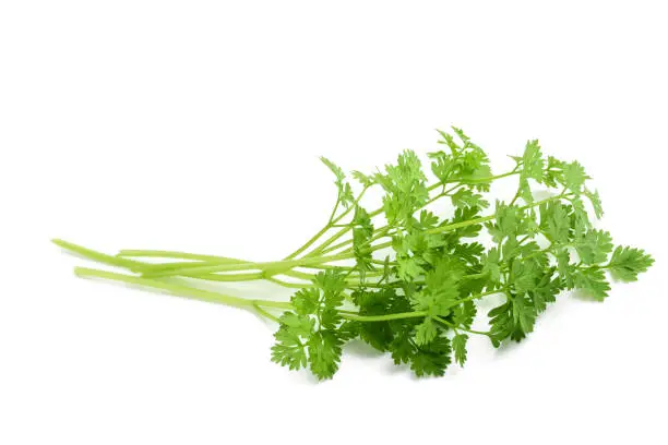Fresh Chervil bunch isolated on white background