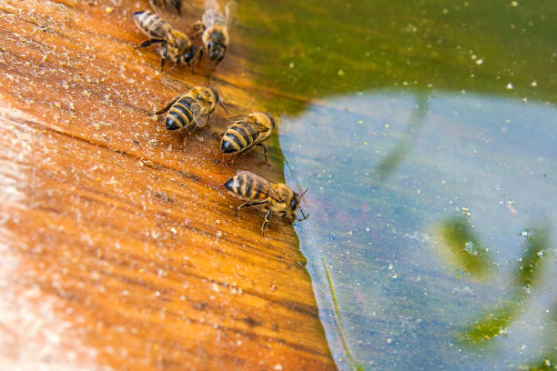 istock Bees drinking water at the summer. 818390874
