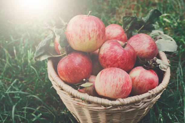 istock Basket with apples harvest near in garden 818399414