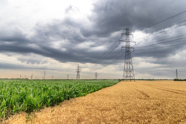 Wheat field stock photo