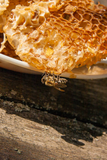 istock View of the working bee on the honeycomb 818408288