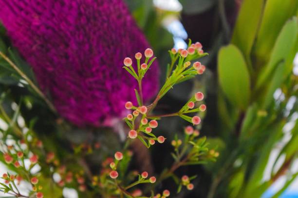 istock Australian Native Flowers 818411386