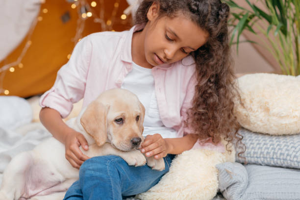 portrait of african american girl looking at labrador puppy lying on legs