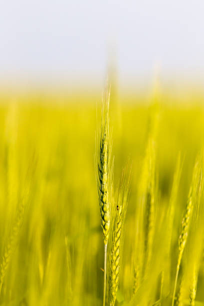 istock ears of wheat on the nature 818428286