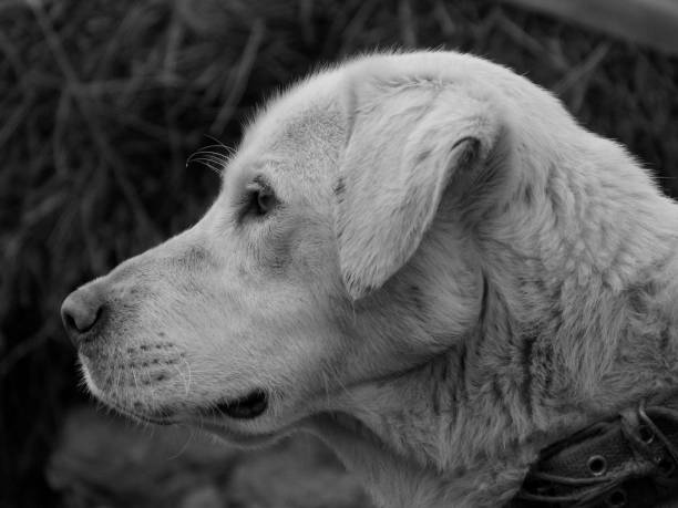 istock Portrait of a labrador 818430174