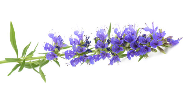 istock Fresh hyssop flowers 818435252