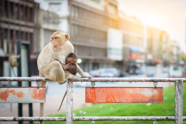 istock monkey mom and baby  Lopburi Thailand 818436646