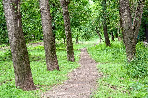 istock road through the park. nature, background. 818455086